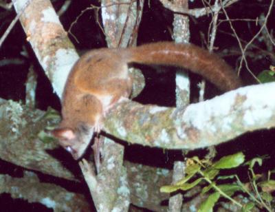 Phototrap Image 1: Mountain Dwarf Galago (<I>Galagoides orinus</I>), Unique to Eastern Arc Mountain