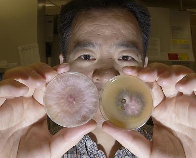 Fusarium graminearum