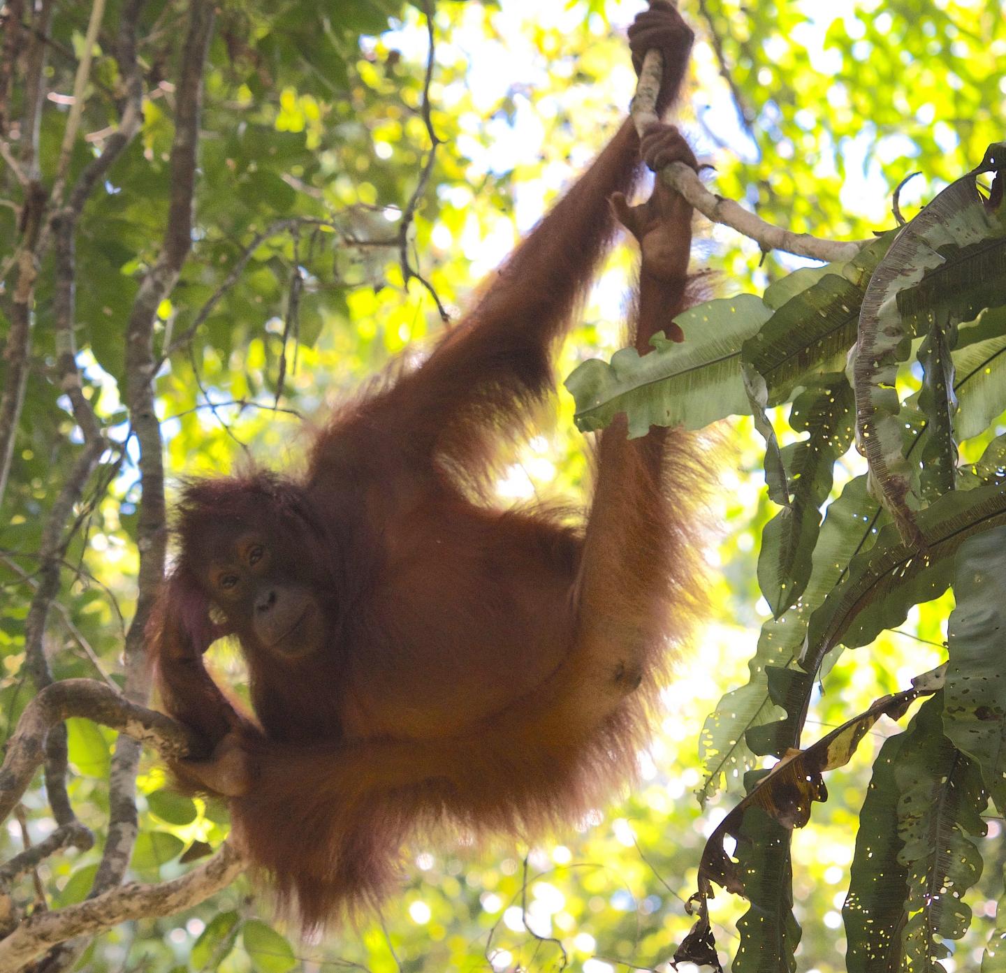 Orangutans Show Vulnerability and Resilience to Different Kinds of Human Influences (2 of 12)