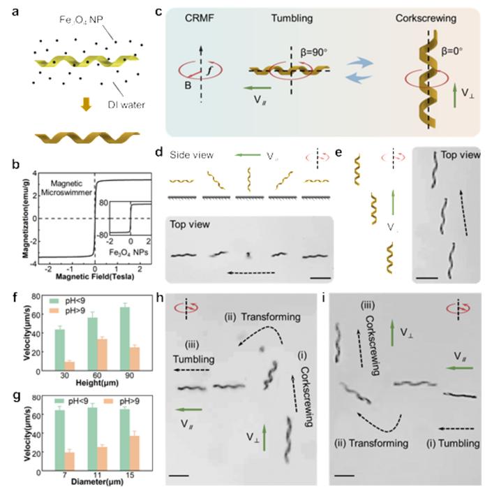 The adaptive locomotion of shape-morphing helical microswimmer.