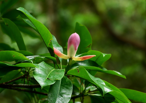 Magnolia grandis