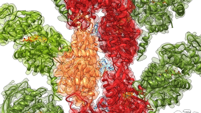 Cryo-EM reconstruction