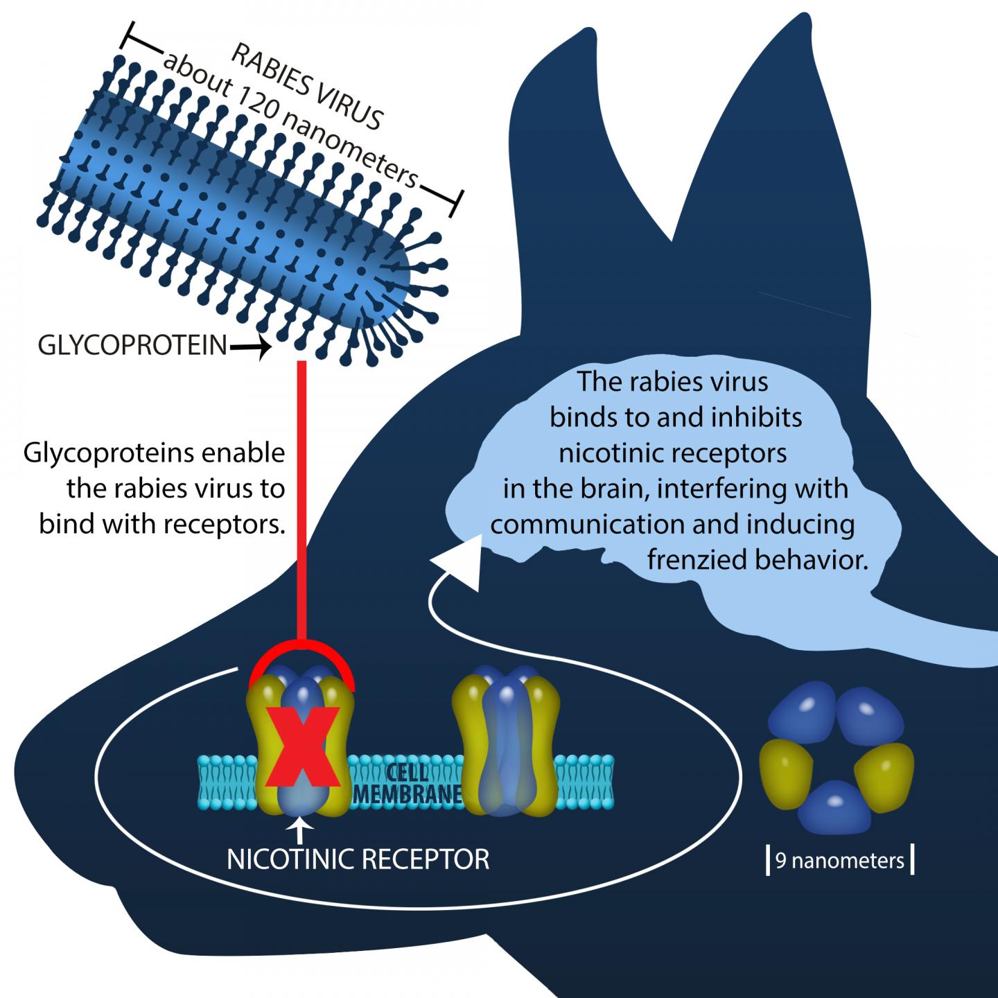 Illustration of the Rabies Virus Inhibiting Receptors in the Brain
