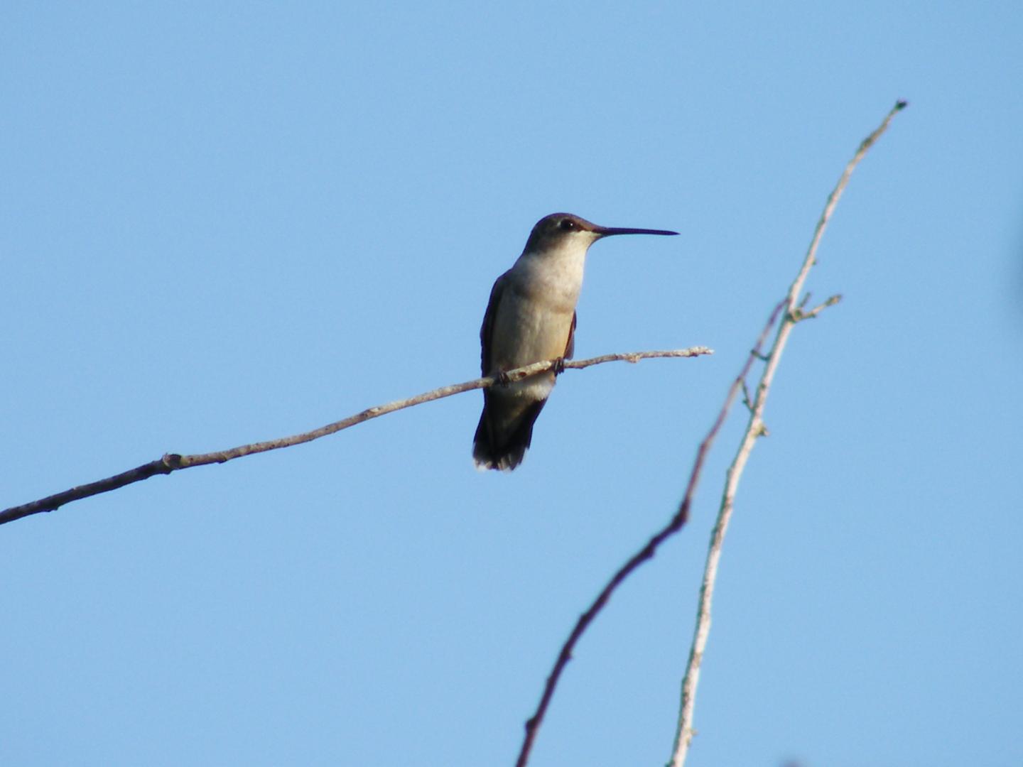 Female Ruby-throated Hummingbi [IMAGE] | EurekAlert! Science News Releases