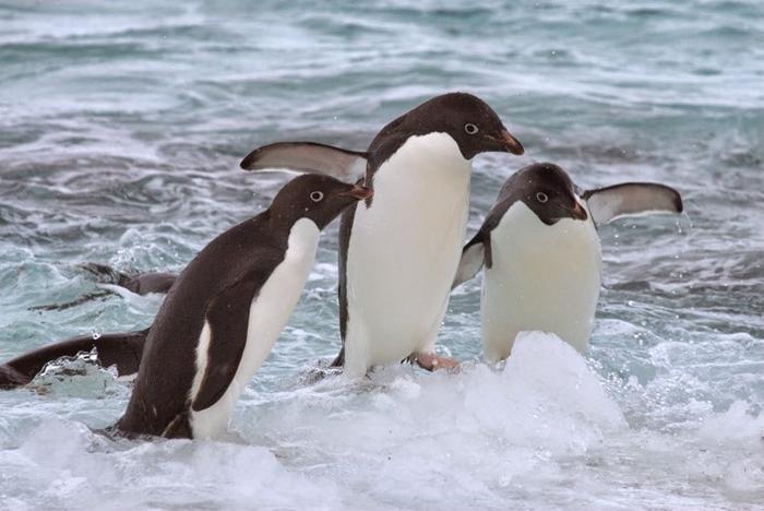 Adelie Penguins on seasonal sea ice in Antarctica