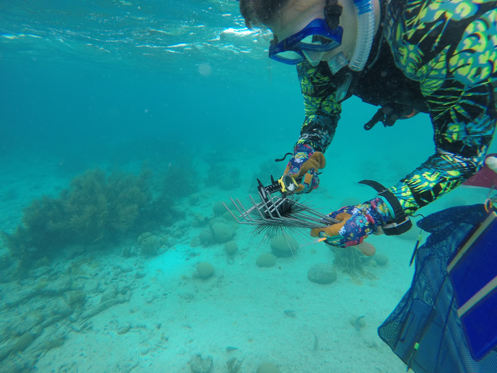 IFAS sea urchin