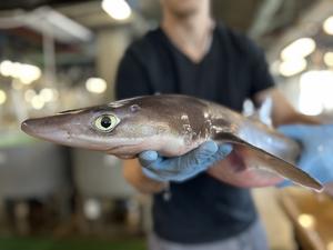 Spiny dogfish (Squalus acanthias)