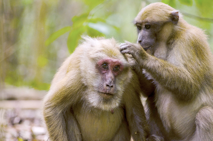 Assamese macaques