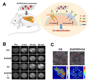 Zinc Oxide/Graphene Oxide Nanocomposites can Efficiently Inhibit Cadmium-induced Hepatotoxicity