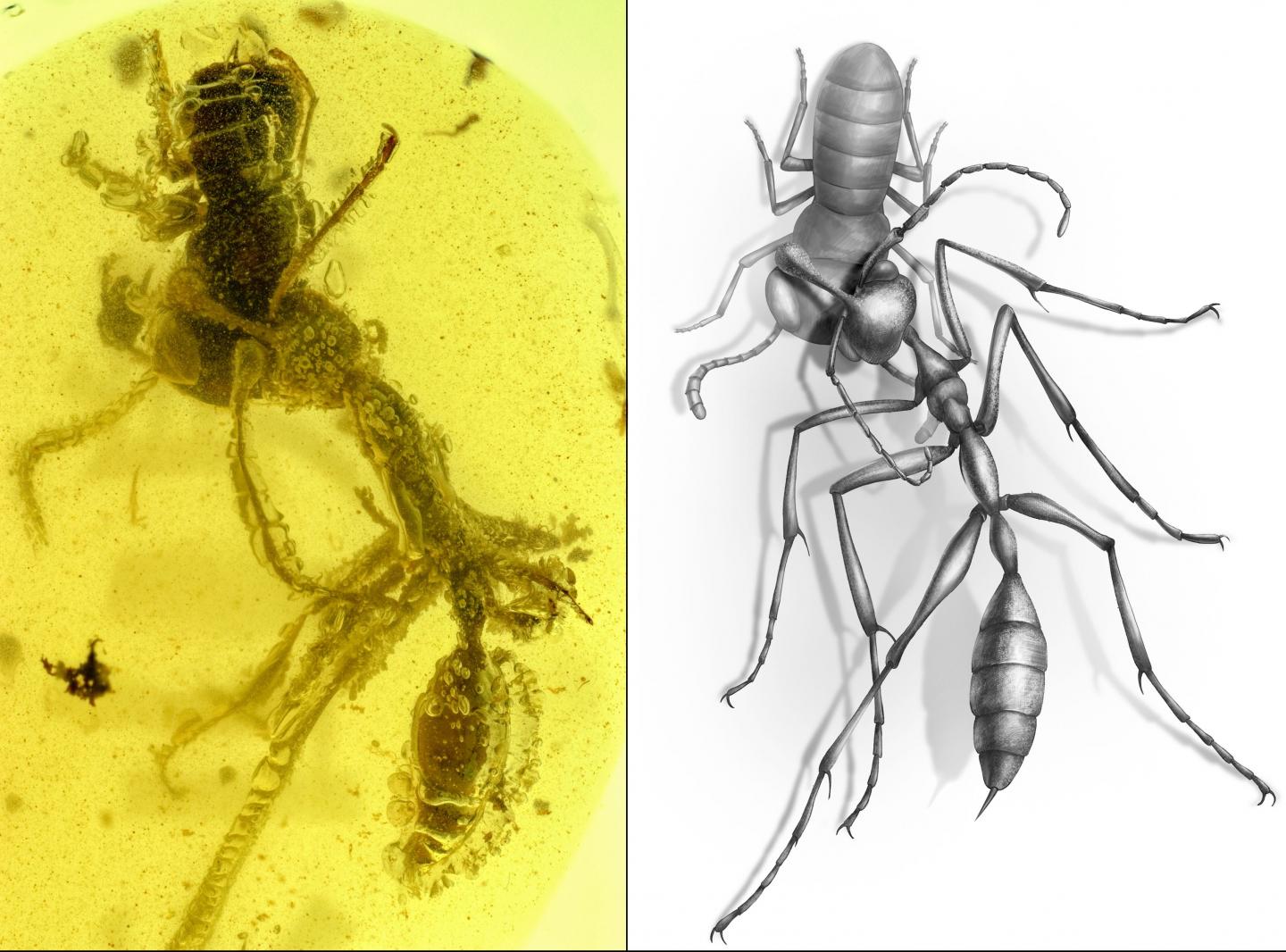 Hunting 'Hell Ant' Fossil Discovery