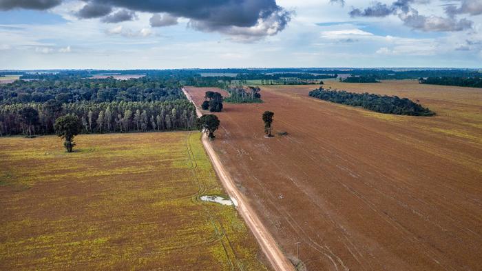 Fragmented and degraded forests in the Santarem region