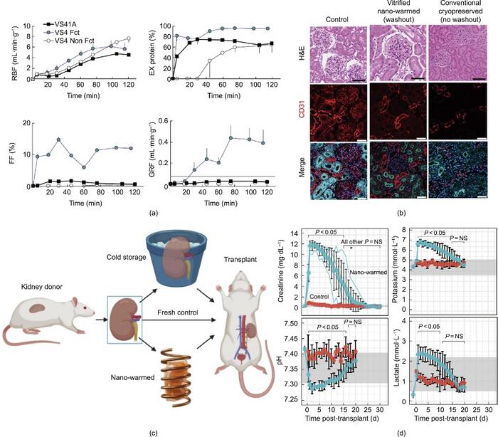 Function assessment of kidneys, including renal blood flow (RBF), protein exclusion (EX protein), filtration fraction (FF), and glomerular filtration rate (GRF).