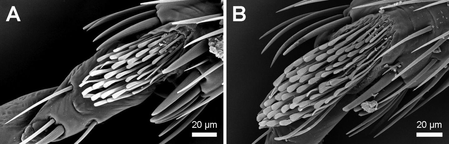 Comparison of Tibial Pads in Two Bed Bug Species