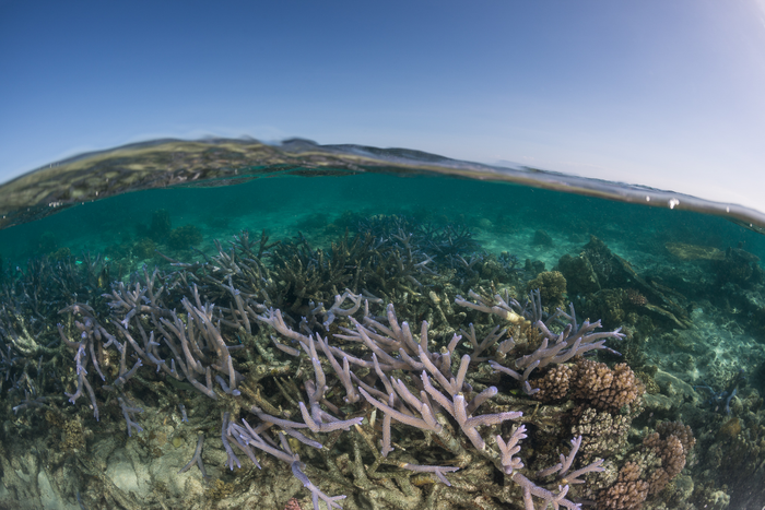 The KhaledAcropora corals at low tide on the Northern Great Barrier Reef