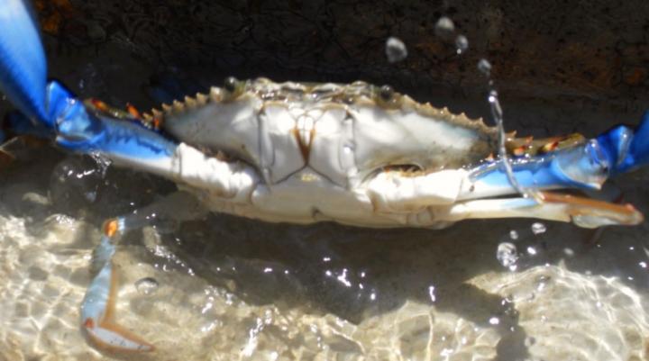 Blue Crab