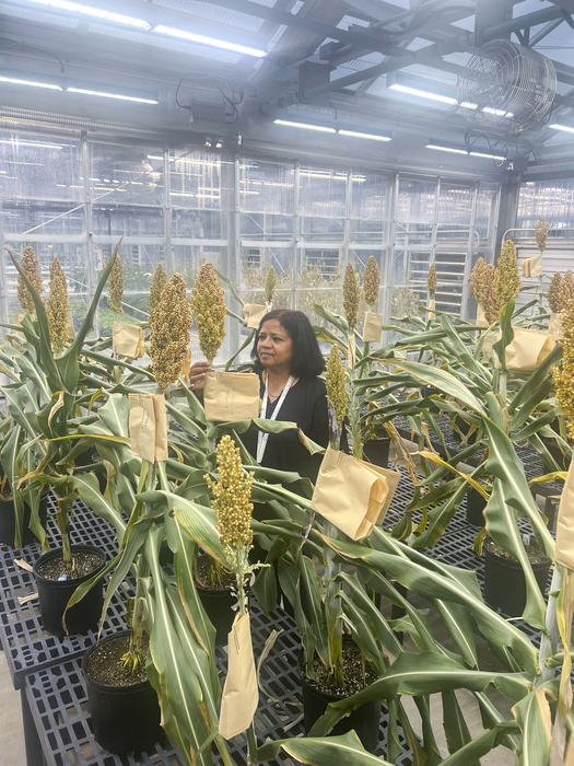 Veena Veena, PhD, MBA, principal investigator and director of the Plant Transformation Core Facility at the Donald Danforth Plant Science Center