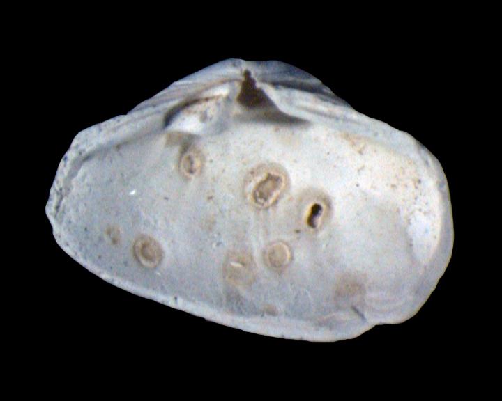 <i>Potamocorbula amurensis</i> with Trematode Pits