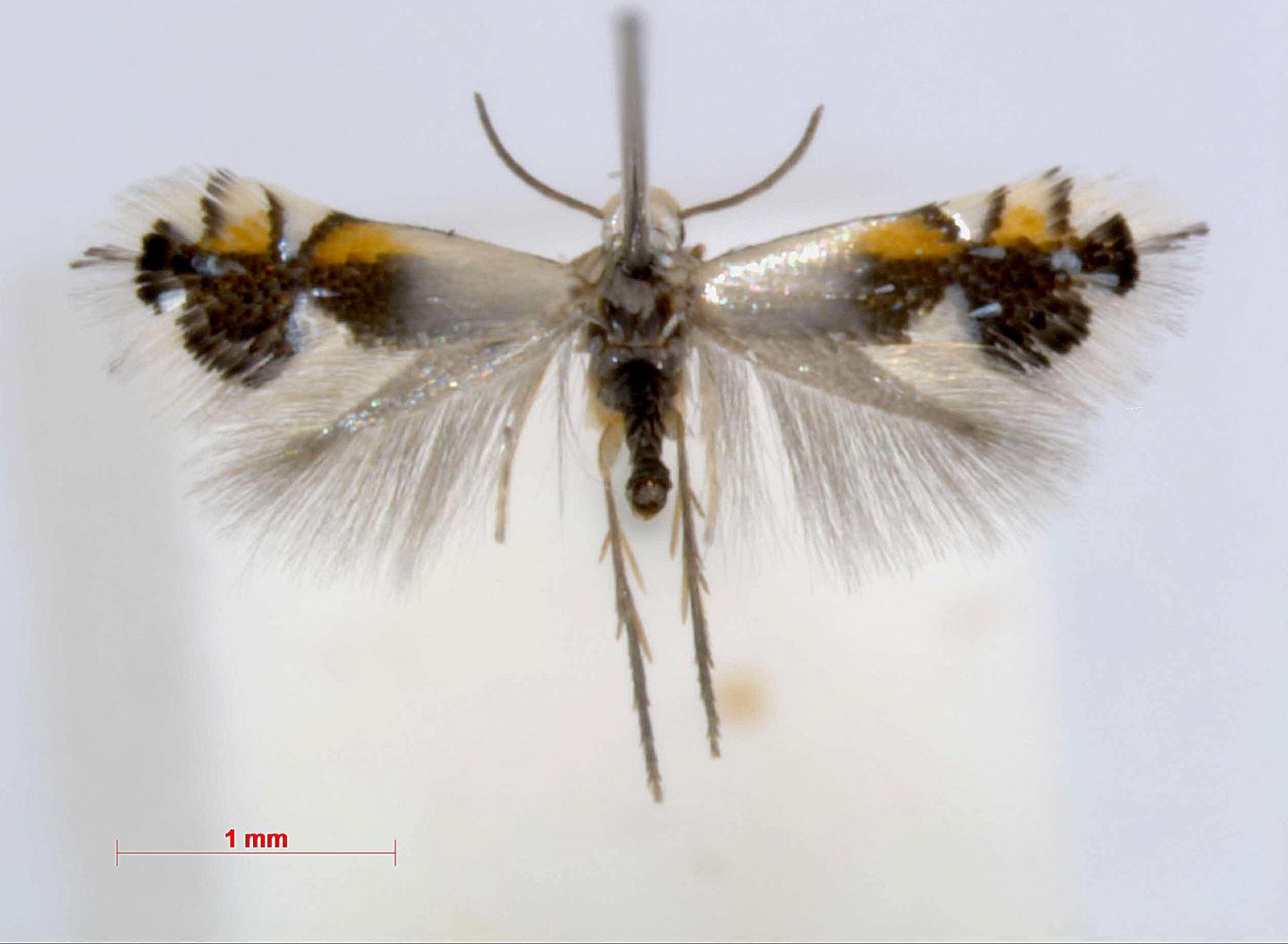 Leafminer Moth <i>Coptodisca lucifluella</i>