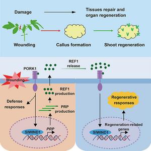 Peptide REF1 is a local wound signal promoting plant regeneration