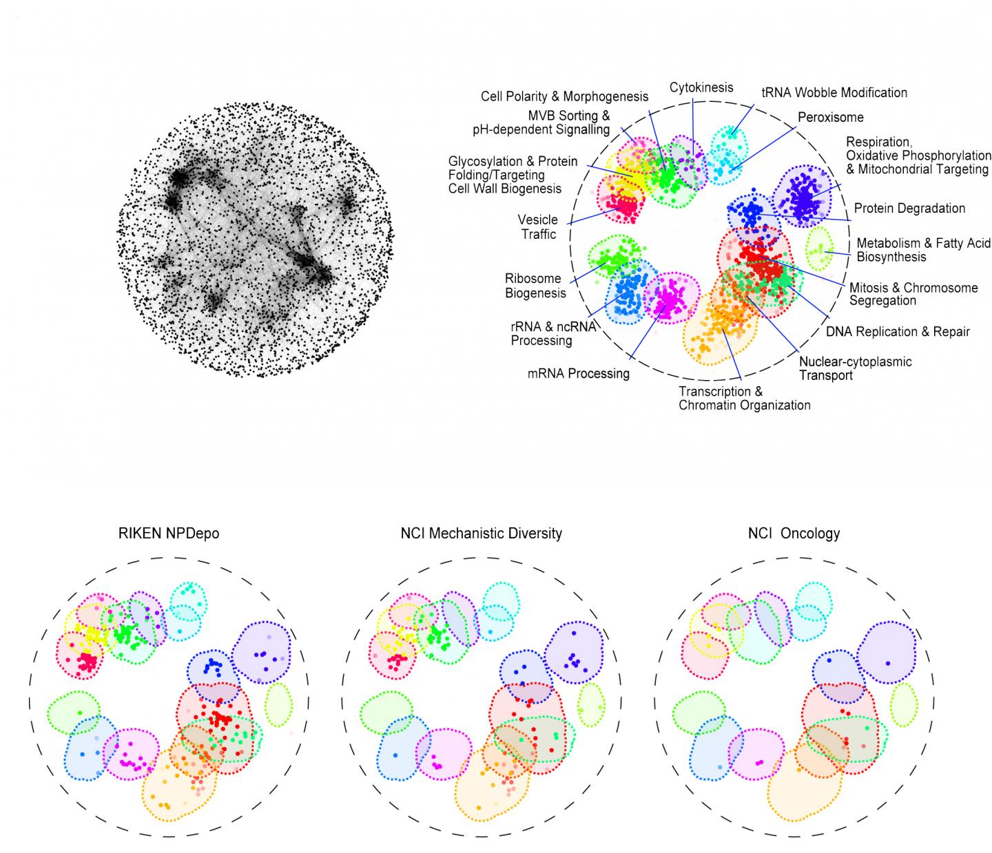 Yeasts Helps Scientists Link Drug Compounds to Cellular Processes They Target
