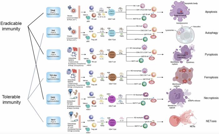 Types of cell death and their relations to host immunological pathways