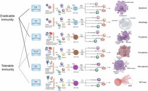 Types of cell death and their relations to host immunological pathways