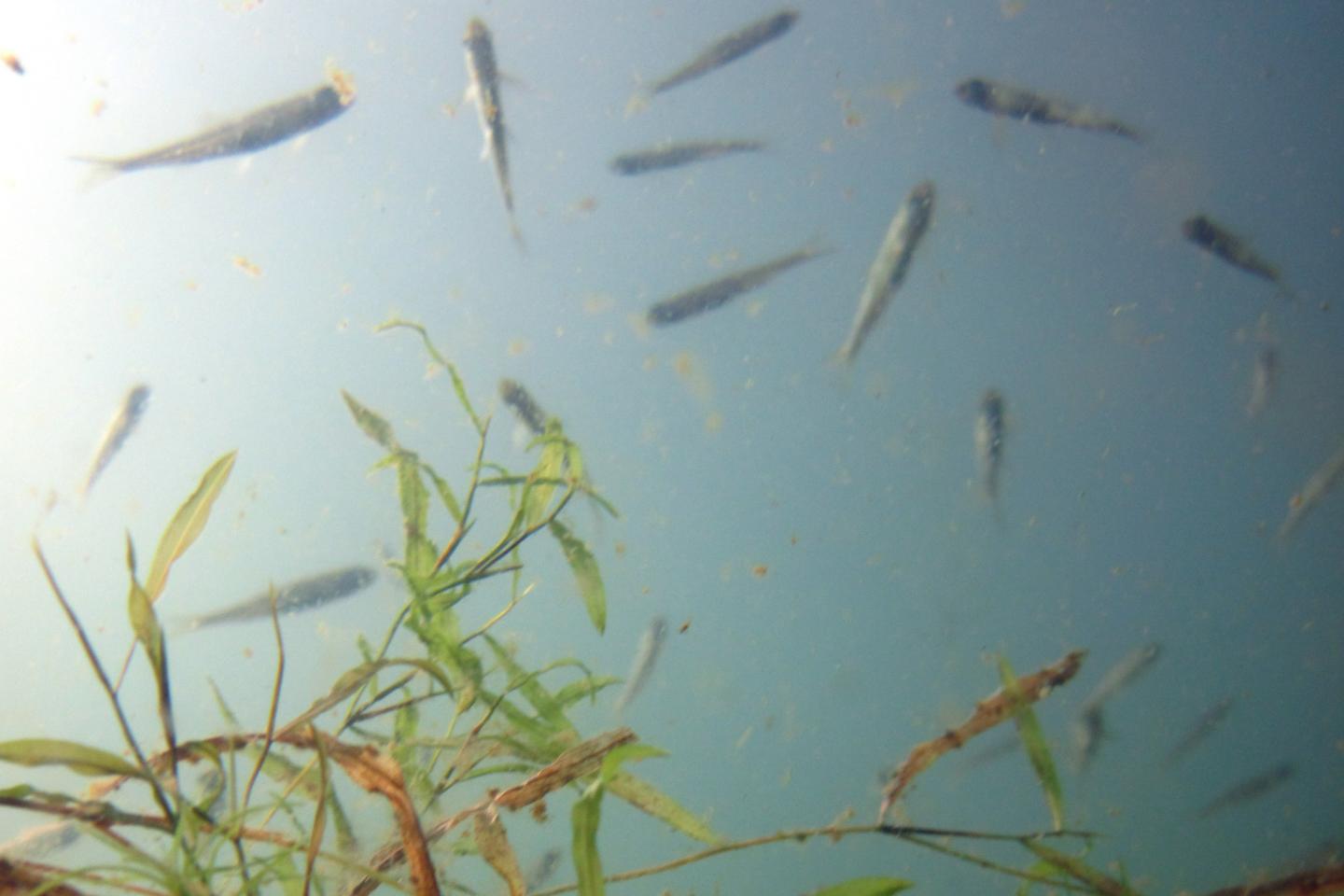 World's Lakes Losing Oxygen Rapidly as Planet Warms