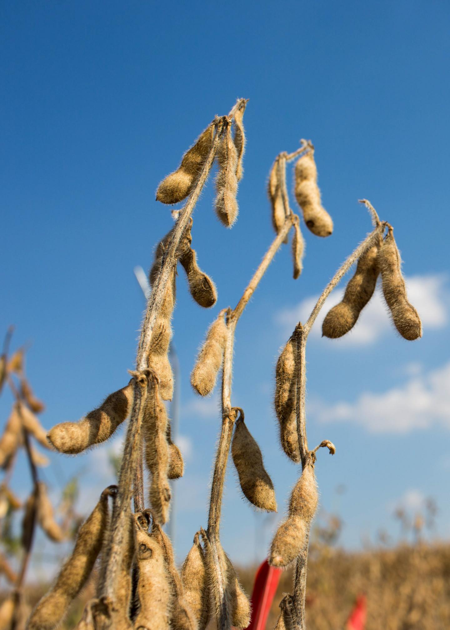 Mature Soybeans