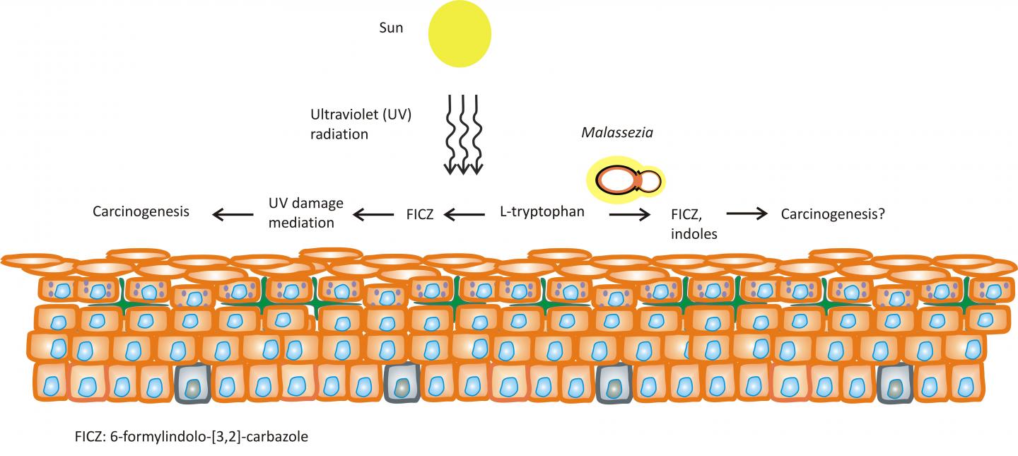 <i>Malassezia</i> Yeasts