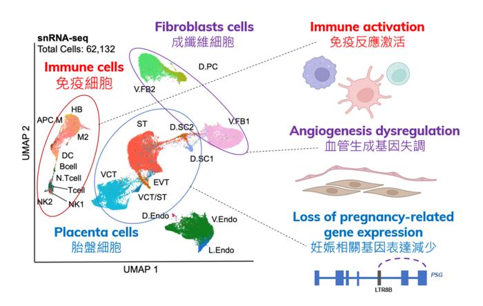 Single-nuclei assays