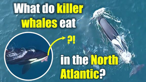 What do killer whales in North Atlantic eat?