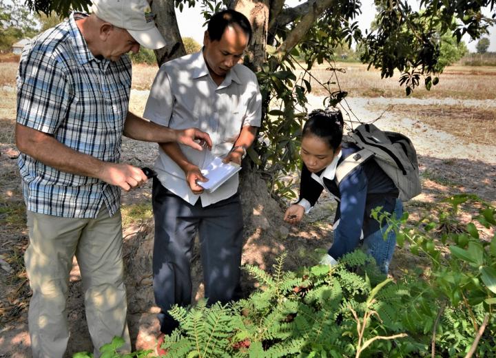 Underutilized perennial vegetable species growing in Cambodia