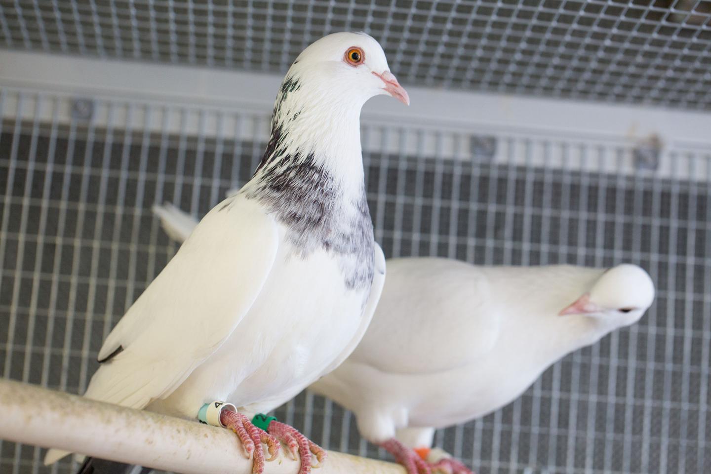 Pigeons Used to Track Lead Pollution