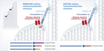 The Hearing Machinery of the Inner Ear