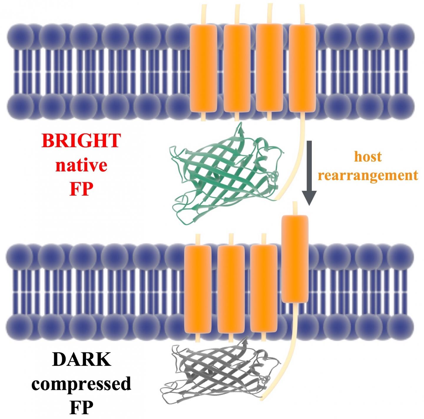 Proteins' fluorescence a little less mysterio EurekAlert!