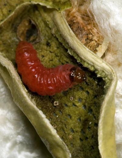 Pink Bollworm Larva