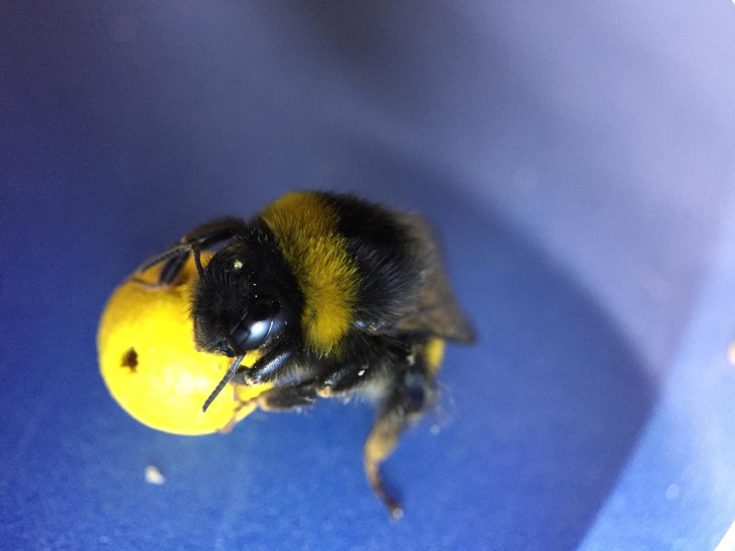 Bee Holding a Ball