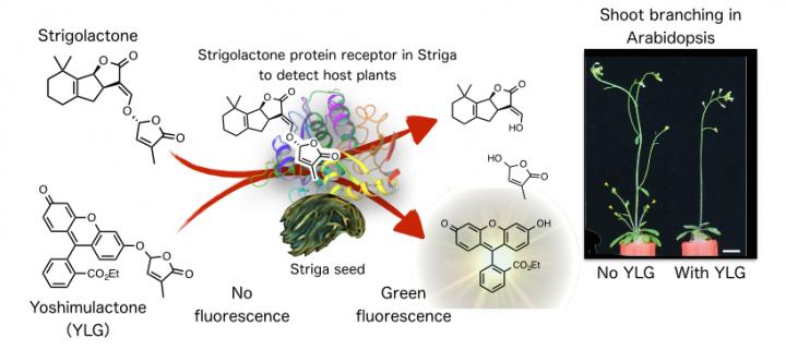 Yoshimulactone Treatment of <em>Striga</em> Seeds