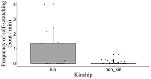 Boxplot representing the relationship between the frequency of self-scratching and kinship of the proximate female during foraging.