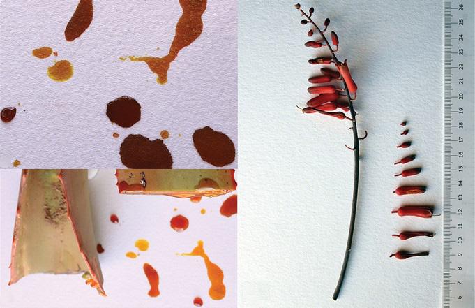 <i>Aloe sanguinalis</i>: Bright Red Sap