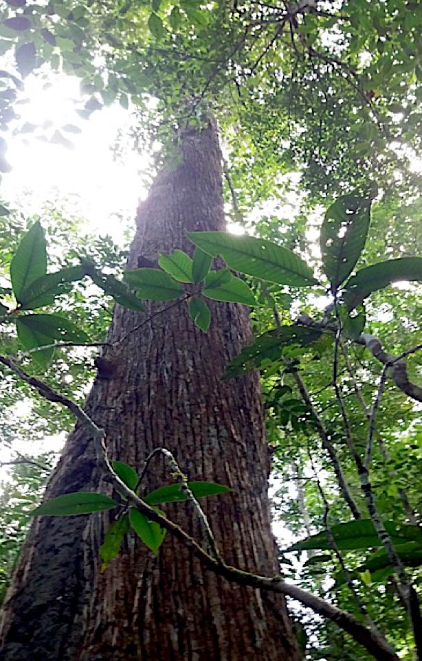 Plateau Forest Canopy