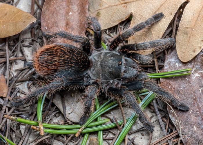 A mature female Aphonopelma jacobii