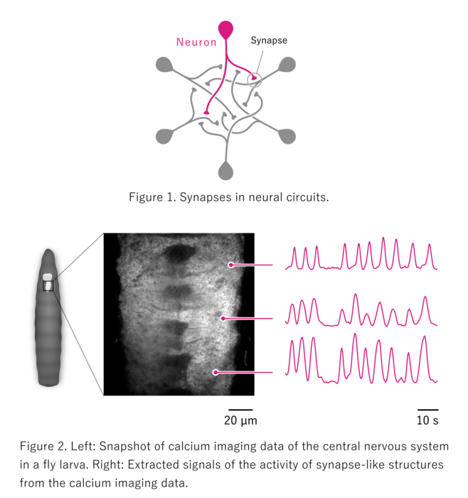 Extraction of bouton-like structures from neuropil calcium imaging data