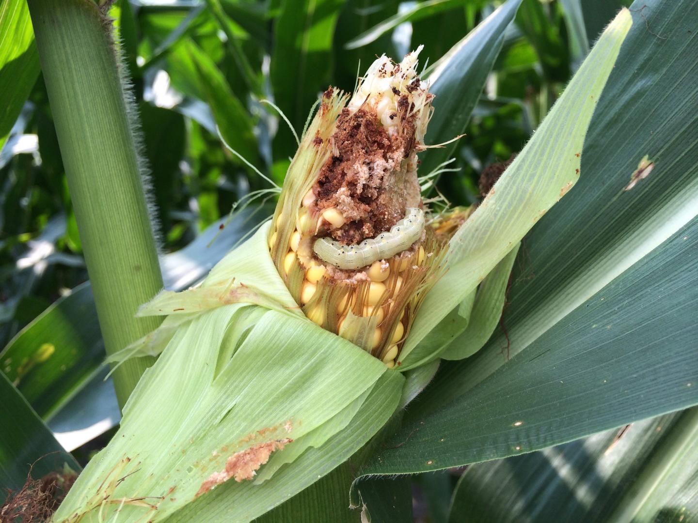 Corn Earworm Causing Crop Damage