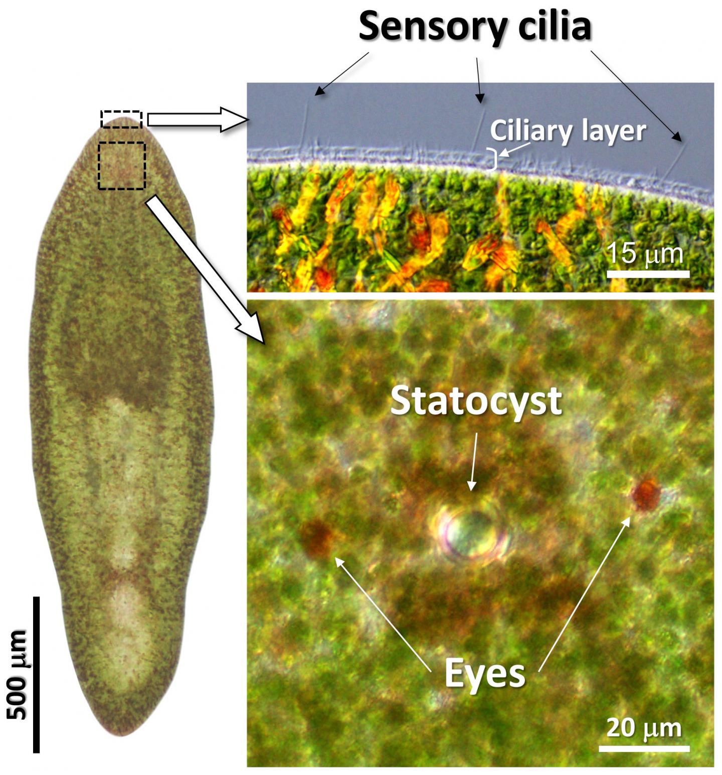 flatworm anatomy