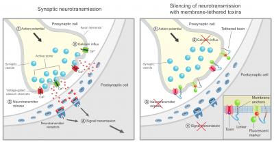 Neurotoxins of Cone Snails and Spiders Block Neurotransmission and Chronic Pain