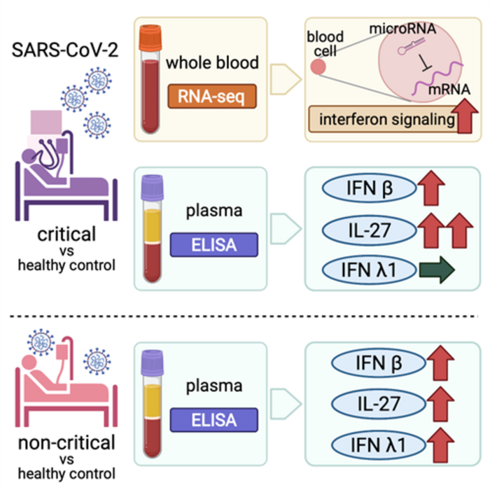 Whole Blood Rna Profiling Of Severe Covid 19 Eurekalert