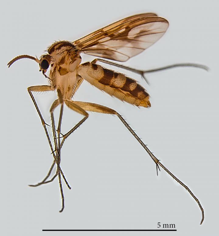 <i>Neoempheria puncticoxa</i>