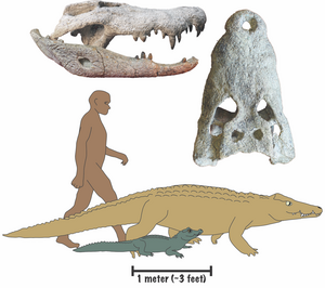 New crocodile species