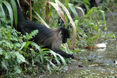 Gray-Cheeked Mangabey